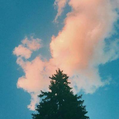 全省部署开展松材线虫病疫木除治